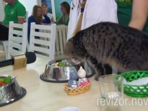 Частина 4. Кафе, в якому ваше замовлення може дістатися… коту. «Zoo Cafe». Львів